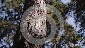 Rounding the chamber around the trunk of an old tree in the forest