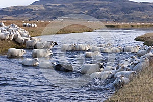 Rounding up of sheep in Iceland