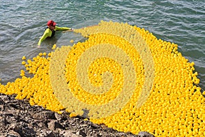 Rounding up thousands of rubber ducks after a harbor race