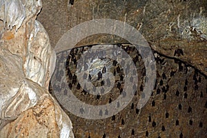 Roundleaf bats, Langkawi, Malaysia