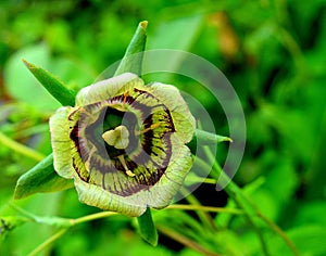 Roundleaf Bellflower (codonopsis rotundifolia) at Valley of Flower National Park, Himalaya, Uttarakhand, India photo