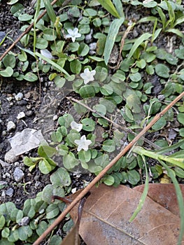 Roundleaf Bindweed (Evolvulus nummularius). A tiny white flower.