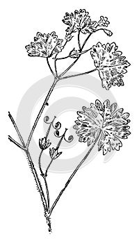 Roundleaf Geranium vintage illustration