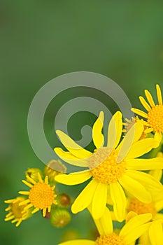 Roundleaf groundsel