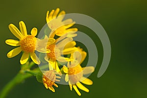 Roundleaf groundsel