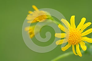 Roundleaf groundsel