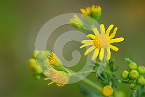 Roundleaf groundsel