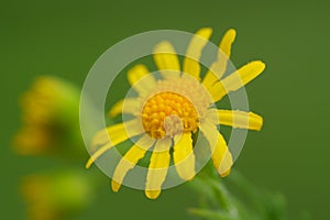 Roundleaf groundsel