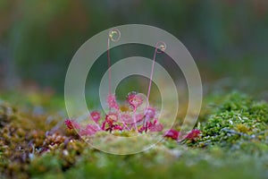 Roundleaf sundew - common sundew, is a carnivorous species of flowering plant that grows in bogs