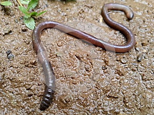 roundworms looking for food