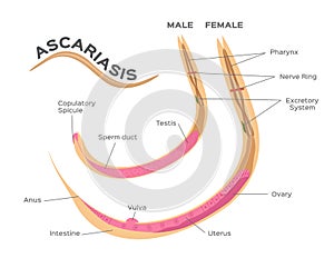 Roundworms parasites . ascariasis / male and female worm infographic graphic