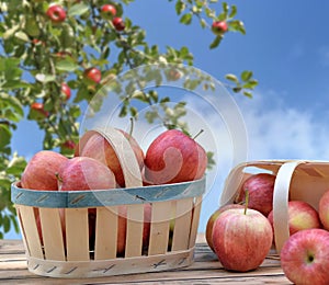 Red apples in little basket on a wooden table in front of branch of apple tree on blue sky