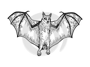 Rousettus Flying dog fox sketch vector