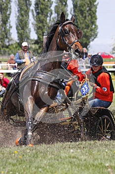 Rousmery in Central Europe Driving Cup