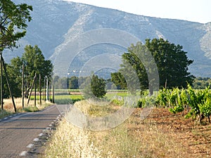 Rousset village vineyards landscape