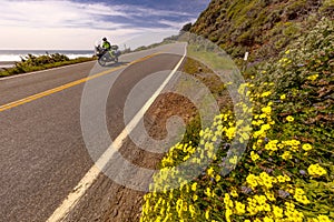 Route 1, Pacific Coast Highway (PCH) with spring flowers lining road