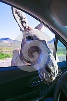 Route 66, Begging Burro, Donkey, Travel, Oatman, Arizona