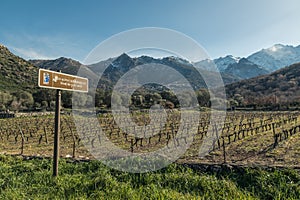 Route des vins road sign by Vineyard in Corsica photo