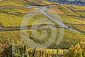The Route des Vins winds between vineyards photo