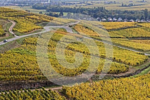 The Route des Vins Wines Route winds between vineyards of Alsace photo