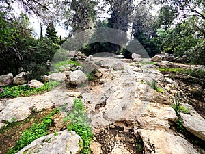 Route in the rocky Israeli forest