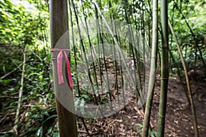 Route tree marks on bamboo trail forest hiking