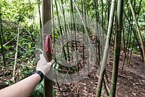 Route tree marks on bamboo trail forest hiking