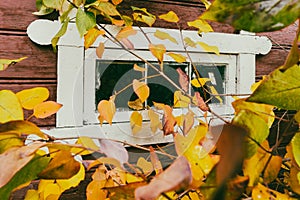 The routed window behind the autumn leaves (Syringa vulgaris) photo