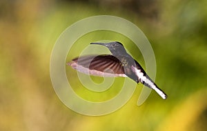 Rouwkolibrie, Black Jacobin, Florisuga fusca photo