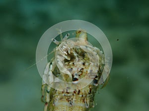 Roux\'s hermit crab or small hermit crab, south-claw hermit crab (Diogenes pugilator) undersea, Aegean Sea