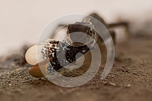 A Rouxâ€™s forest lizard feeding on a ground hopper in a rainforest