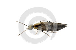 Rove beetle