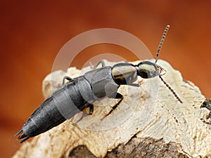 rove beetle with blurred background