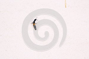 Rove beetle