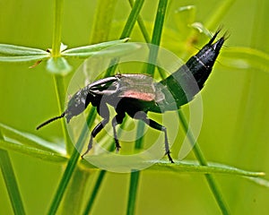 Rove Beetle, Ocypus nitens