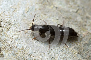 Rove beetle on rock