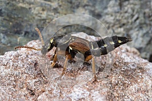 Rove beetle Staphylinus caesareus