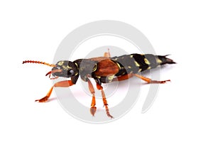 Rove beetle (Staphylinus caesareus) isolated on white