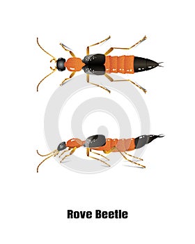 Rove beetle vector on white background,isolated,illustration,for graphic design.