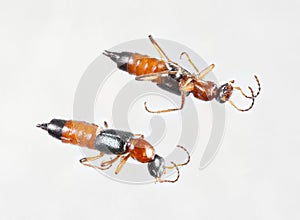 Rove beetles or paederus fuscipes