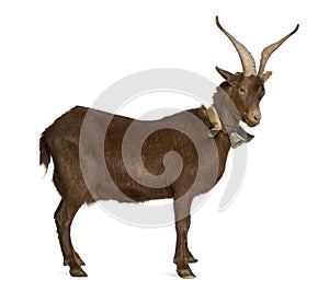 Rove goat, 4 years old, standing in front of white background