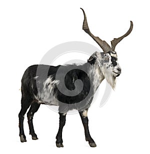 Rove goat, 5 years old