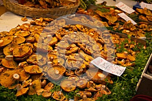 Rovello mushrooms also known as red pine mushrooms or saffron milk cap sold in food market Lactarius deliciosus
