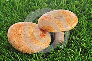 Rovellons, typical autumn mushroom of Spain