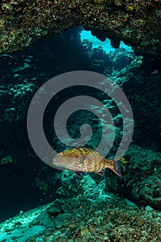 roving coralgrouper fish or Red SEa coral cod in a cave