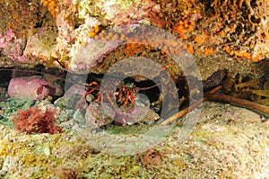 Rovk lobster under colourful overhang