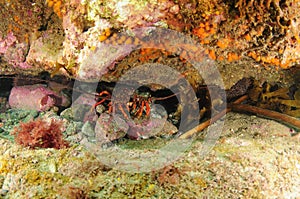 Rovk lobster under colourful overhang photo