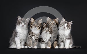 Row of 5 Siberian kittens on black background