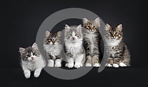 Row of 5 Siberian kittens on black background