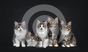 Row of 5 Siberian kittens on black background